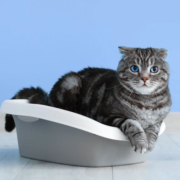 Endlich eine Lösung, die Katzenklo-Geruch